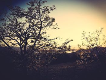 Close-up of silhouette tree against sky at sunset