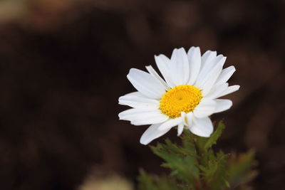 Close-up of white daisy blooming outdoors