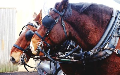 horse harness