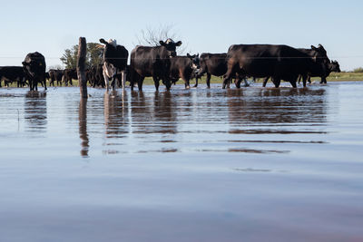 Cows on flood field