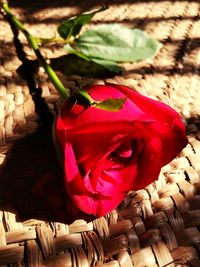 Close-up of red rose