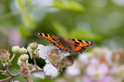 Close-up of butterfly pollinating on flower