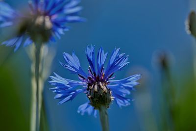 Cornflower