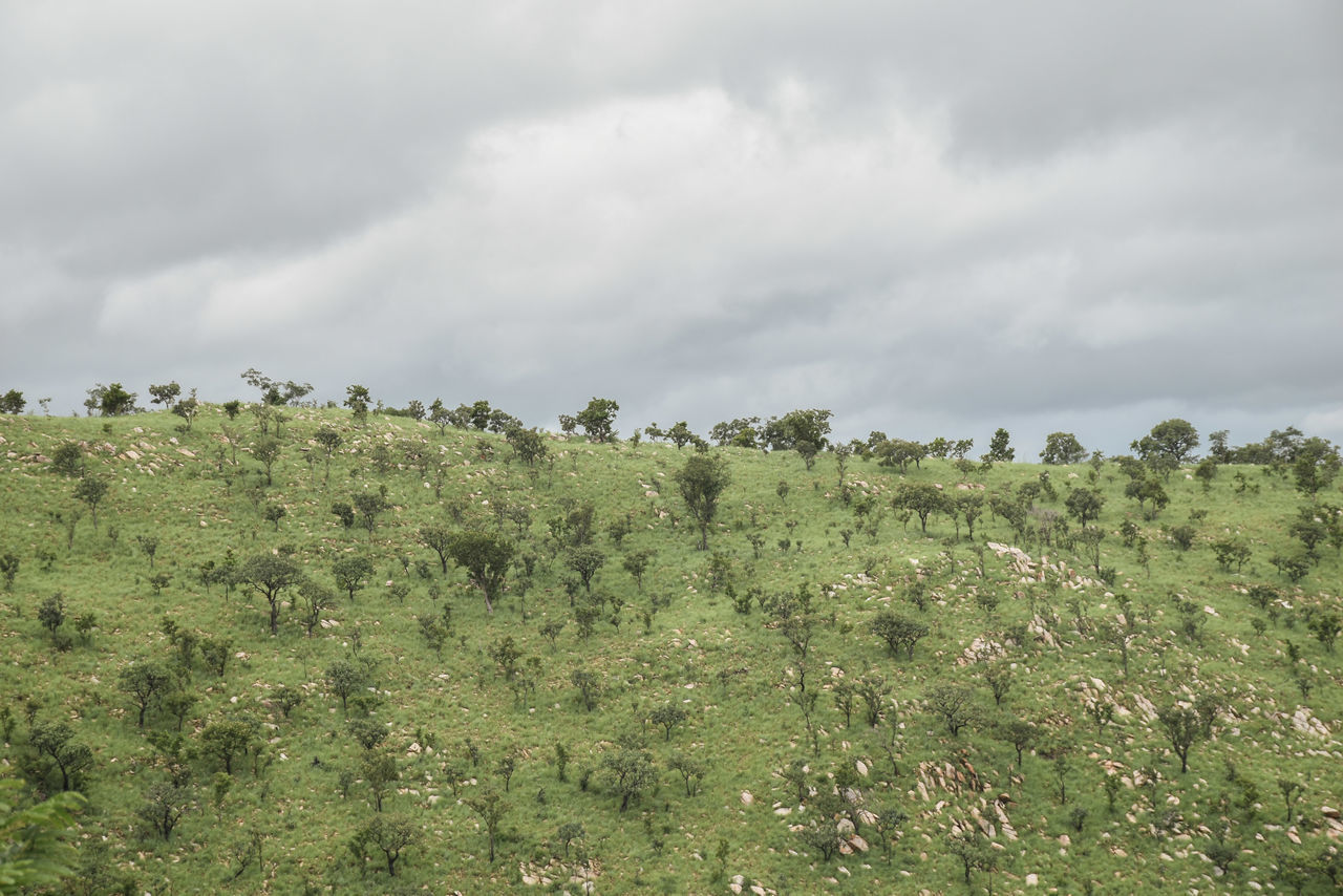 PLANTS GROWING ON LAND AGAINST SKY