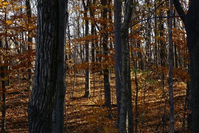 Trees in forest