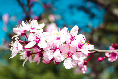 Close-up of pink cherry blossoms in spring