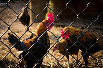 Close-up of rooster in cage seen through chainlink fence