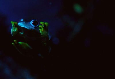 Close-up portrait of turtle swimming underwater