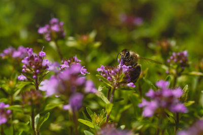 Close-up of bee on purple flowers