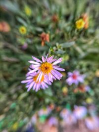 High angle view of purple flowering plant