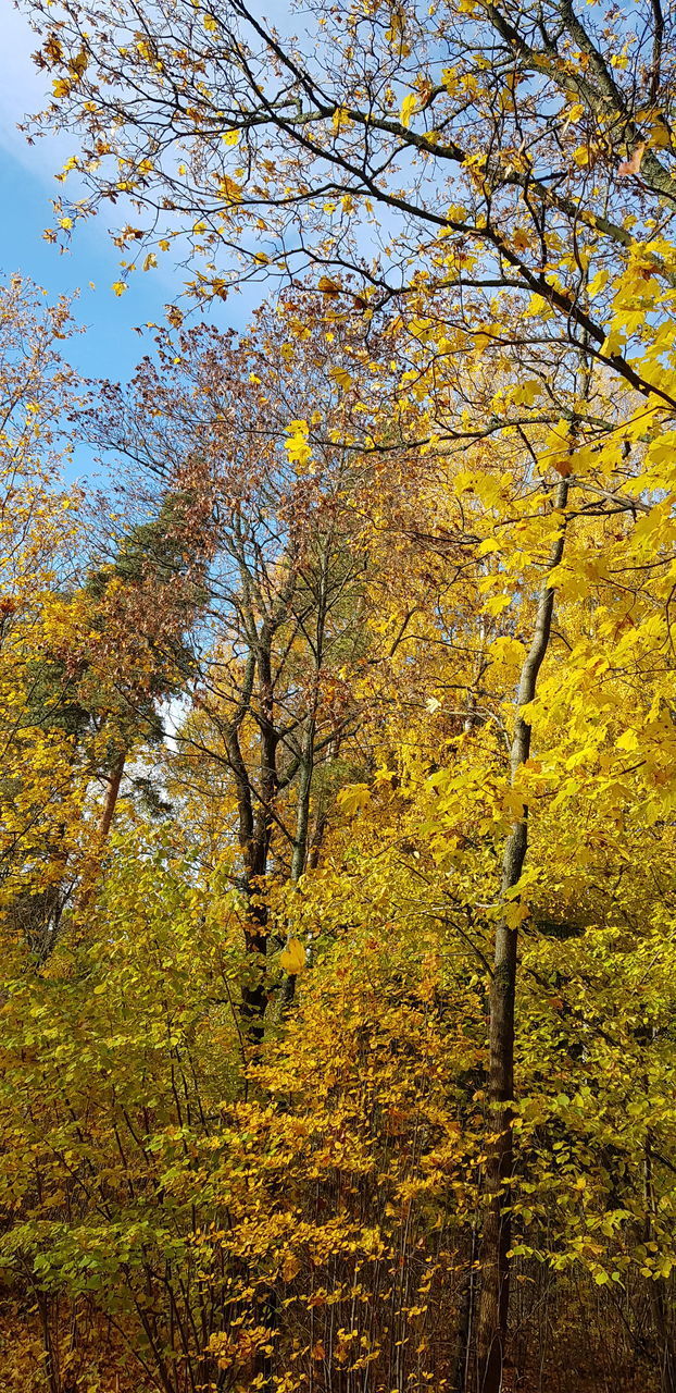 LOW ANGLE VIEW OF TREES IN FOREST AGAINST SKY