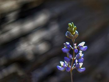 Close-up of purple flowers