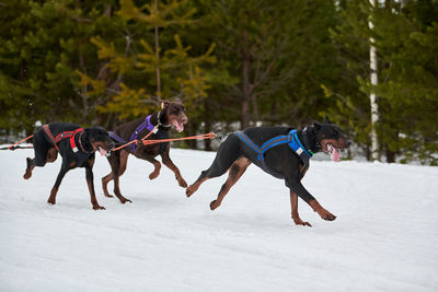 Running doberman dog on sled dog racing. winter dog sport sled team competition. dobermann pinscher