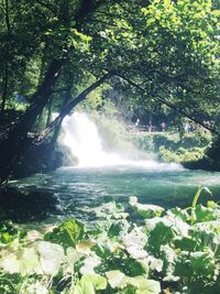 Scenic view of waterfall in forest