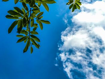 Low angle view of leaves against blue sky