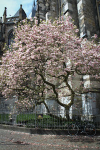Cherry blossom tree by building in city