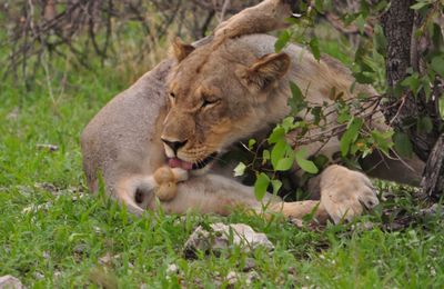 Lion licking testis on grassy on field