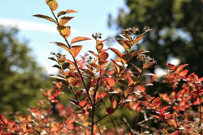 Close-up of leaves on branch