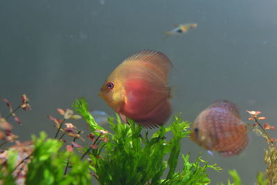 Close-up of fish swimming in sea