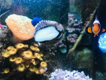 Close-up of fish swimming in sea