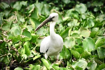 Close-up of a bird on rock