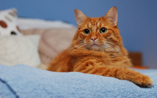 Pampered cat on soft blanket