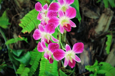 Close-up of pink flowering plant