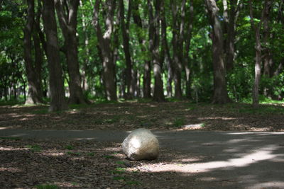 Close-up of bird in forest