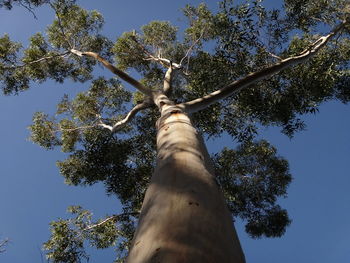 Low angle view of tree against sky