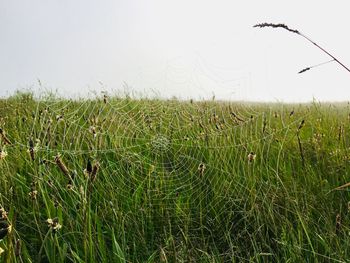 Scenic view of grassy field against sky