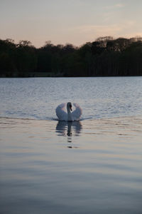 Swan swimming in lake