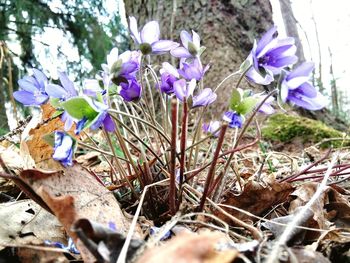 Close-up of purple flowers