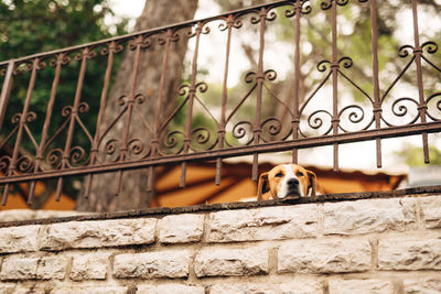 Dog looking through metal fence