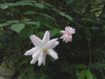 Close-up of white flowers blooming outdoors