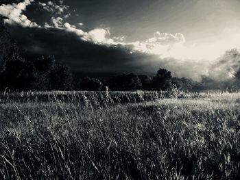 Scenic view of field against sky