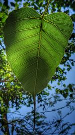 Close-up of green leaves