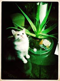 Cat in a potted plant