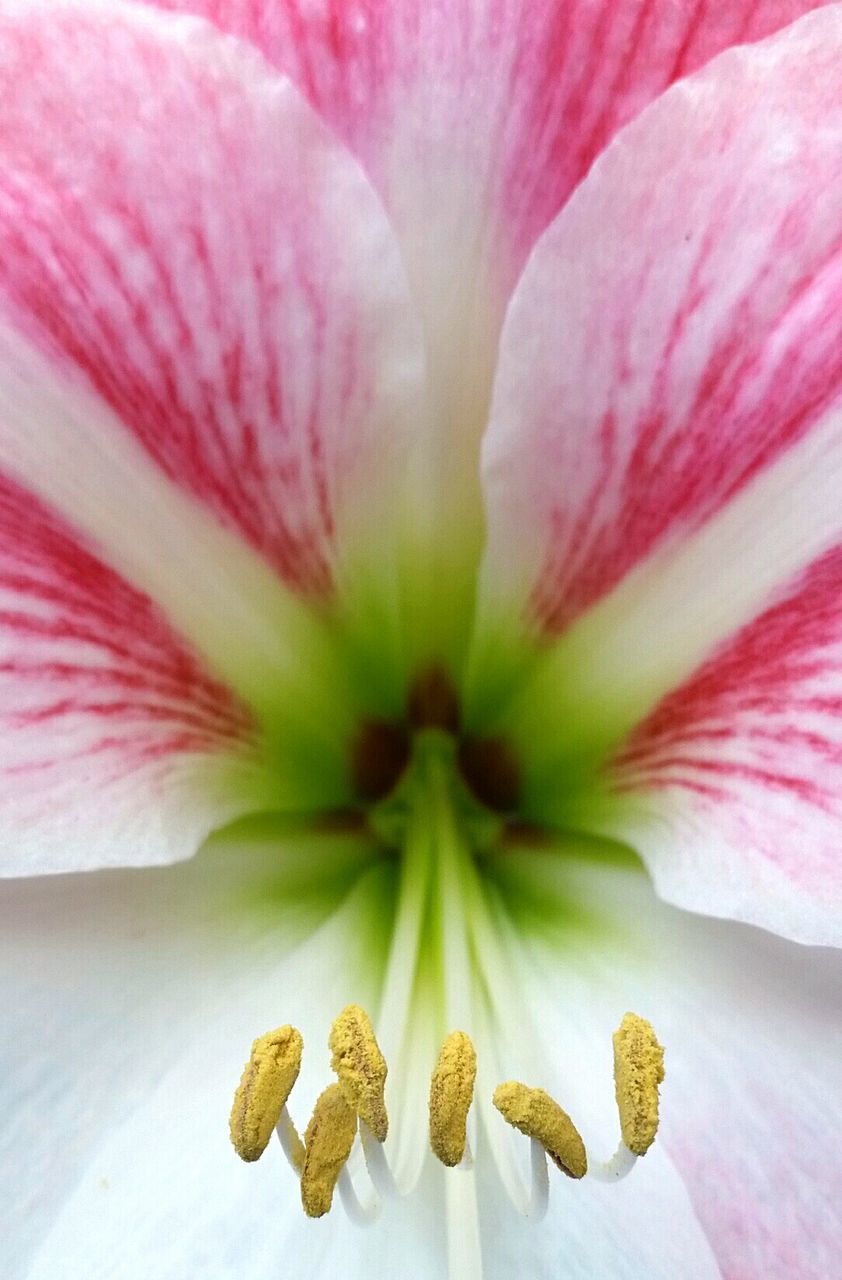 flower, flowering plant, fragility, vulnerability, beauty in nature, petal, freshness, plant, flower head, inflorescence, close-up, pollen, growth, no people, nature, stamen, pink color, backgrounds, full frame, outdoors, springtime