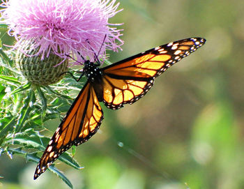 Close-up of butterfly pollinating on purple flower