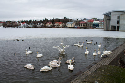 Flock of seagulls on lake against buildings