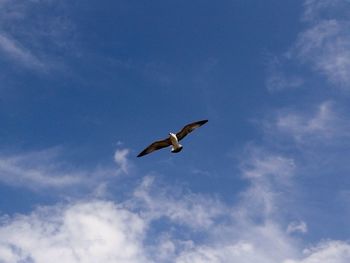 Low angle view of birds flying against blue sky