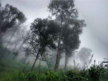 Trees on landscape against sky