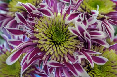 Close-up of purple flowers