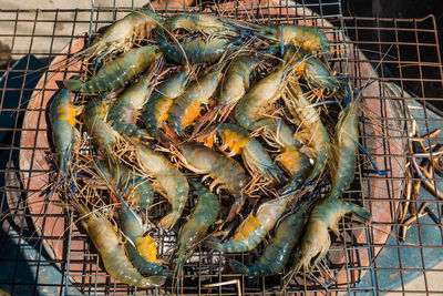 High angle view of fish for sale at market