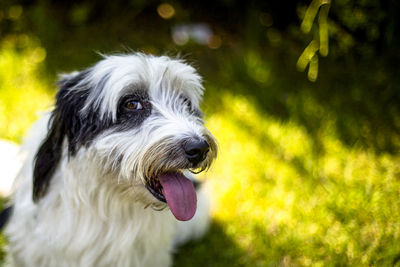 Close-up portrait of hairy dog