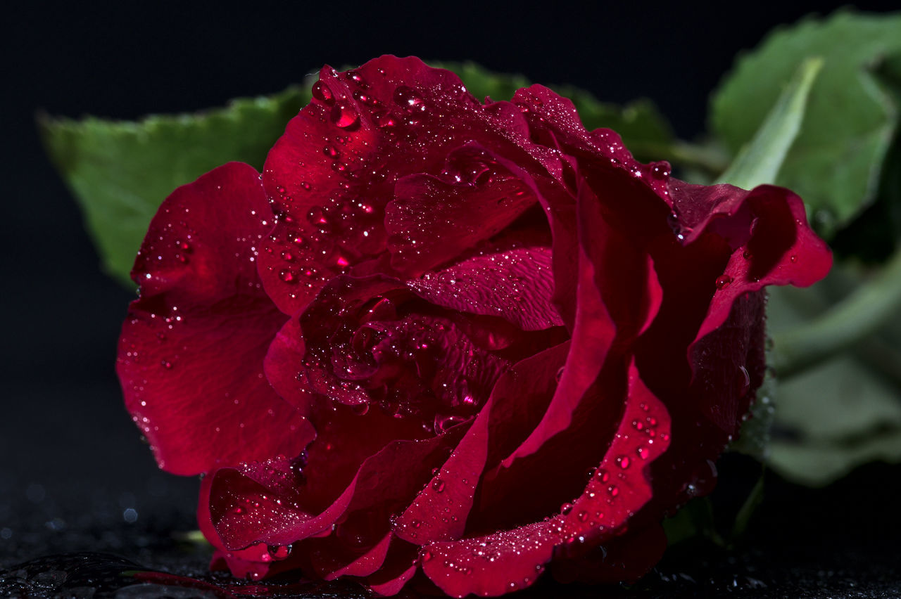 CLOSE-UP OF WATER DROPS ON ROSE