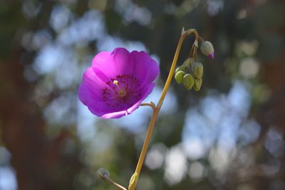 Close-up of purple flower blooming outdoors