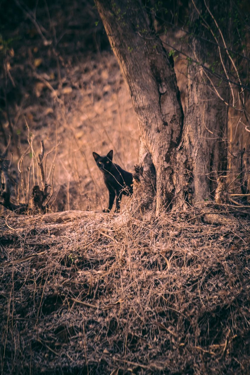 VIEW OF DOG IN FOREST