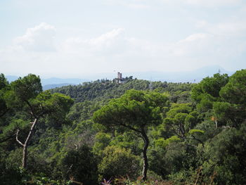 Panoramic view of trees and plants against sky