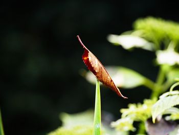Close-up of plant